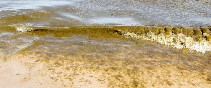 Zakaz kąpieli na plażach w Serocku, Nieporęcie i Wieliszewie